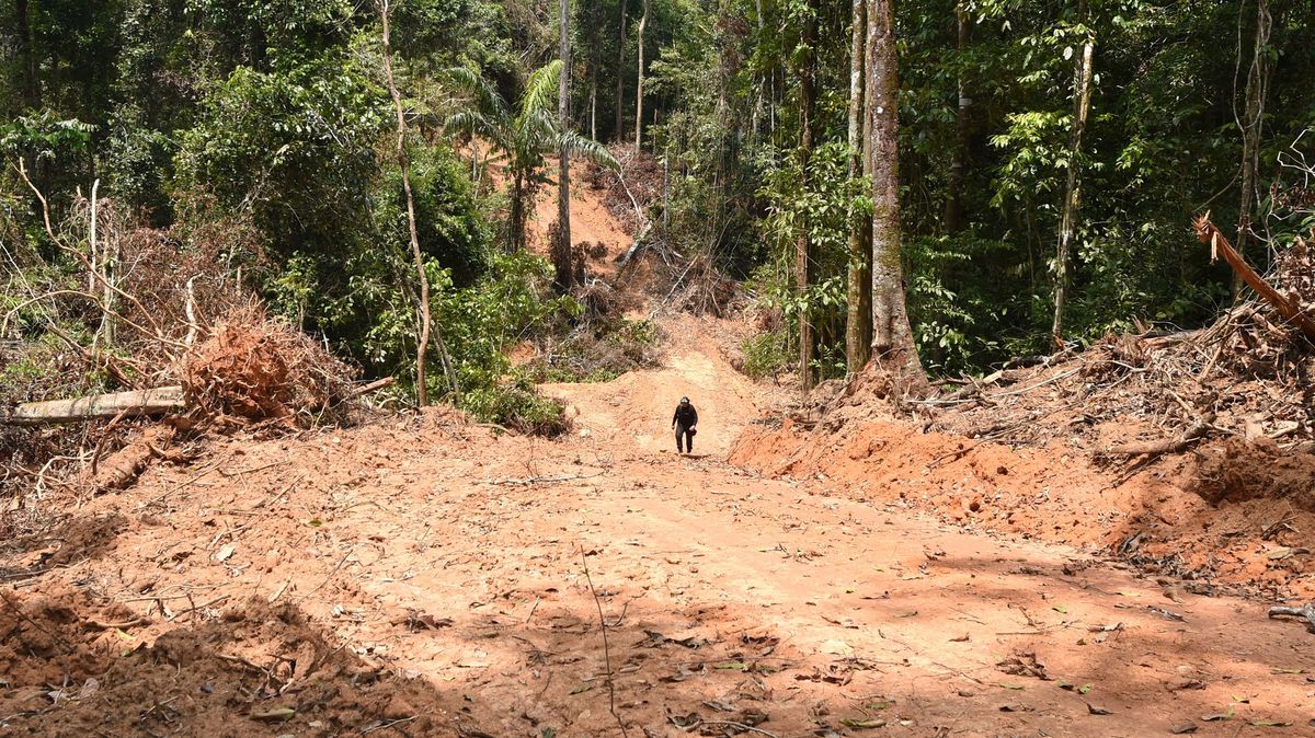 „Ostuda a zločin“. Likvidace amazonského pralesa zrychlila nejvíc za 15 let